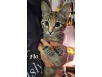 Flo, Domestic Shorthair For Adoption In Plymouth, Minnesota