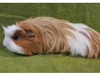 Jimbo, Guinea Pig For Adoption In Williamsport, Pennsylvania