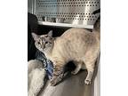 Blouse, Domestic Shorthair For Adoption In Dearborn, Michigan