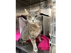 Essie, Domestic Shorthair For Adoption In Grand Rapids, Michigan