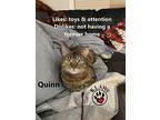 Quinn, Domestic Shorthair For Adoption In Lindsay, Ontario