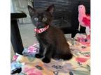 Meow Meow, Domestic Shorthair For Adoption In Bryan, Texas