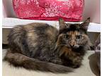 Chester, Domestic Mediumhair For Adoption In Pelion, South Carolina