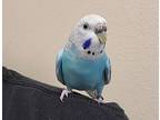 Kia, Parakeet - Other For Adoption In Oceanside, California