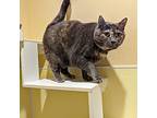Miley, Domestic Shorthair For Adoption In Accident, Maryland