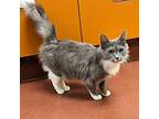 Elenore, Domestic Mediumhair For Adoption In Accident, Maryland