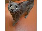 Gator, Domestic Shorthair For Adoption In Accident, Maryland