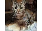 Eva, Domestic Shorthair For Adoption In Accident, Maryland