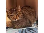 Buddy, Domestic Shorthair For Adoption In Golden, Colorado