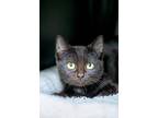 Star, Domestic Shorthair For Adoption In Albuquerque, New Mexico