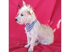Charlie, Terrier (unknown Type, Small) For Adoption In Corona, California