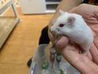 Asuka Baby Girl One, Hamster For Adoption In Imperial Beach, California