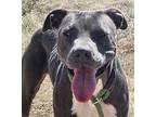 Evy, American Pit Bull Terrier For Adoption In Grand Junction, Colorado