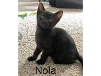Nola, Domestic Shorthair For Adoption In Virginia Beach, Virginia