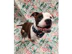 Deena, American Pit Bull Terrier For Adoption In Lafayette, Indiana