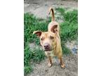 Farin, American Pit Bull Terrier For Adoption In Lafayette, Indiana