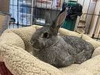 Bunny Boop, American For Adoption In Nanaimo, British Columbia
