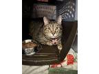 Tigar, Tabby For Adoption In Lombard, Illinois