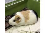 Coco (bonded With Peanut), Guinea Pig For Adoption In Martinez,