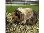 Peanut (bonded With Coco), Guinea Pig For Adoption In Martinez,