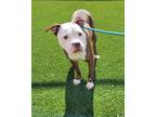Asher, American Pit Bull Terrier For Adoption In Valley View, Ohio