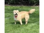 Peony, Terrier (unknown Type, Medium) For Adoption In Germantown, Ohio