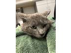 Puma, Domestic Shorthair For Adoption In Sheboygan, Wisconsin