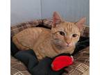 Iris, Domestic Shorthair For Adoption In Mcintosh, New Mexico