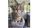 Crackle, Domestic Shorthair For Adoption In Adrian, Michigan