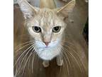Butterscotch, Domestic Shorthair For Adoption In Adrian, Michigan