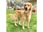 Everest, Golden Retriever For Adoption In Voorhees, New Jersey