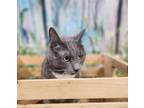 Tina, Domestic Shorthair For Adoption In Tangent, Oregon