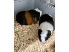 Buzz And Woody, Guinea Pig For Adoption In Novato, California