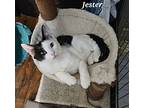 Jester, Domestic Shorthair For Adoption In Lenhartsville, Pennsylvania
