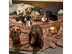 Dachshund Puppy for sale in Boulder, CO, USA