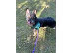 Jack, Cairn Terrier For Adoption In Lynnwood, Washington