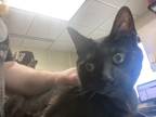 Mr. Beans (purrfect Day Cafe), Domestic Shorthair For Adoption In Louisville