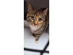 Speckles, Domestic Shorthair For Adoption In Espanola, New Mexico