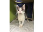 Bubbles, Domestic Shorthair For Adoption In Philadelphia, Pennsylvania