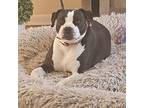Greta, American Pit Bull Terrier For Adoption In Southampton, Pennsylvania