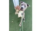 Kameha, American Pit Bull Terrier For Adoption In Sacramento, California