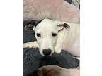 Puppy Kia, Labrador Retriever For Adoption In Crescent City, Florida