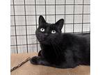 Wendy, Domestic Shorthair For Adoption In Toronto, Ontario