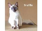 Truffle, Balinese For Adoption In Davis, California