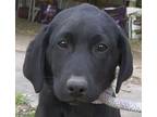 Sniffer Dog Kaden, Labrador Retriever For Adoption In Mishawaka, Indiana