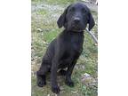 Sniffer Dog Kyrie, Labrador Retriever For Adoption In Mishawaka, Indiana