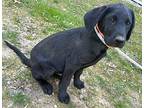 Sniffer Dog Kenny, Labrador Retriever For Adoption In Mishawaka, Indiana