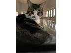 Comfychair, Domestic Shorthair For Adoption In Simcoe, Ontario
