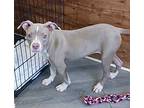 Luna 2024, American Staffordshire Terrier For Adoption In Wenonah, New Jersey