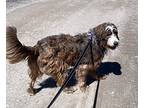 Shaggy, Sheltie, Shetland Sheepdog For Adoption In Bedford Hills, New York
